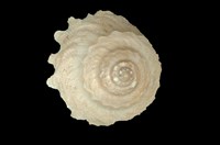 藏品(陽傘螺)的圖片